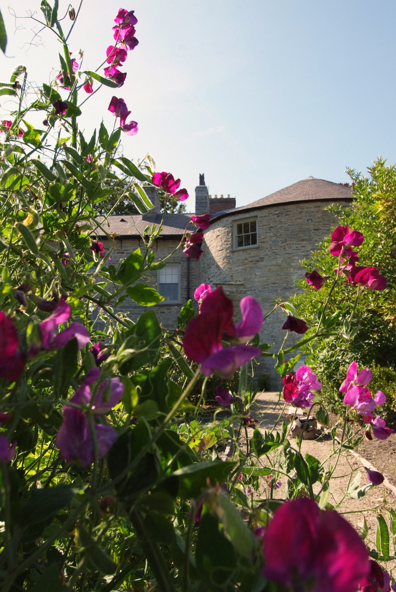 Vibrant pink flowers framing the historical Cardigan Castle in a lush garden setting