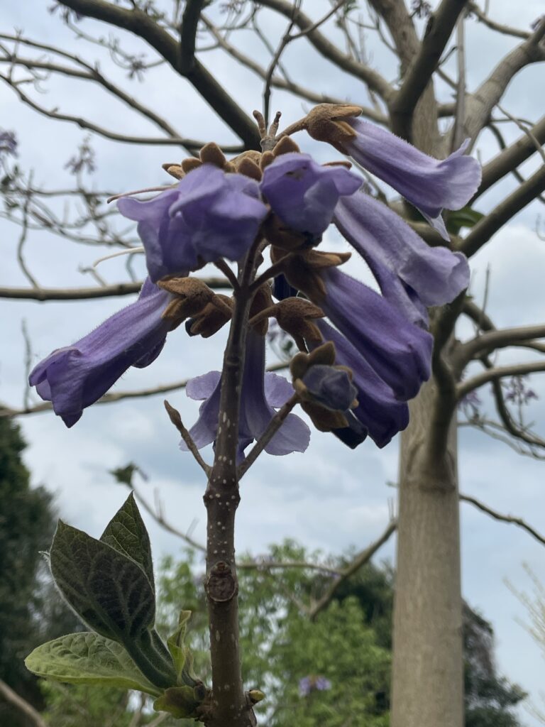 Vibrant purple flowers blooming at Cardigan Castle gardens, showcasing natural beauty and historical charm