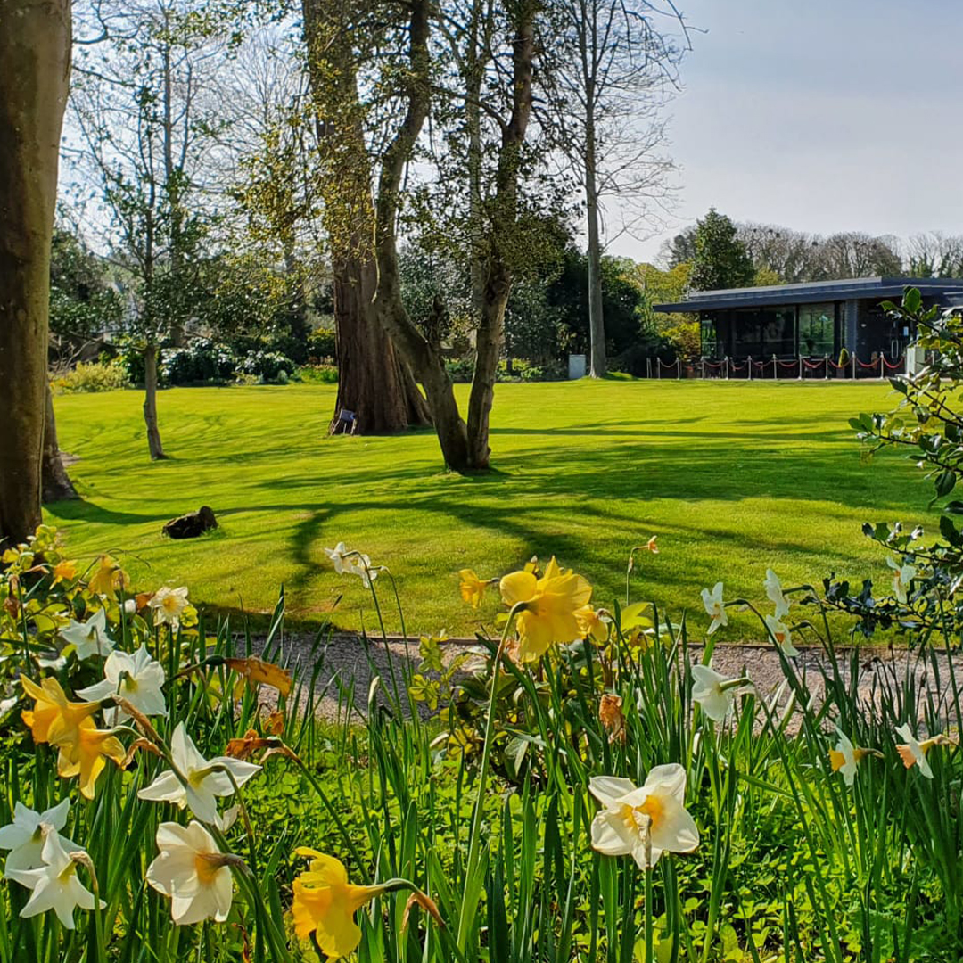 Scenic view of Cardigan Castle gardens in spring, showcasing lush green lawns and blooming daffodils